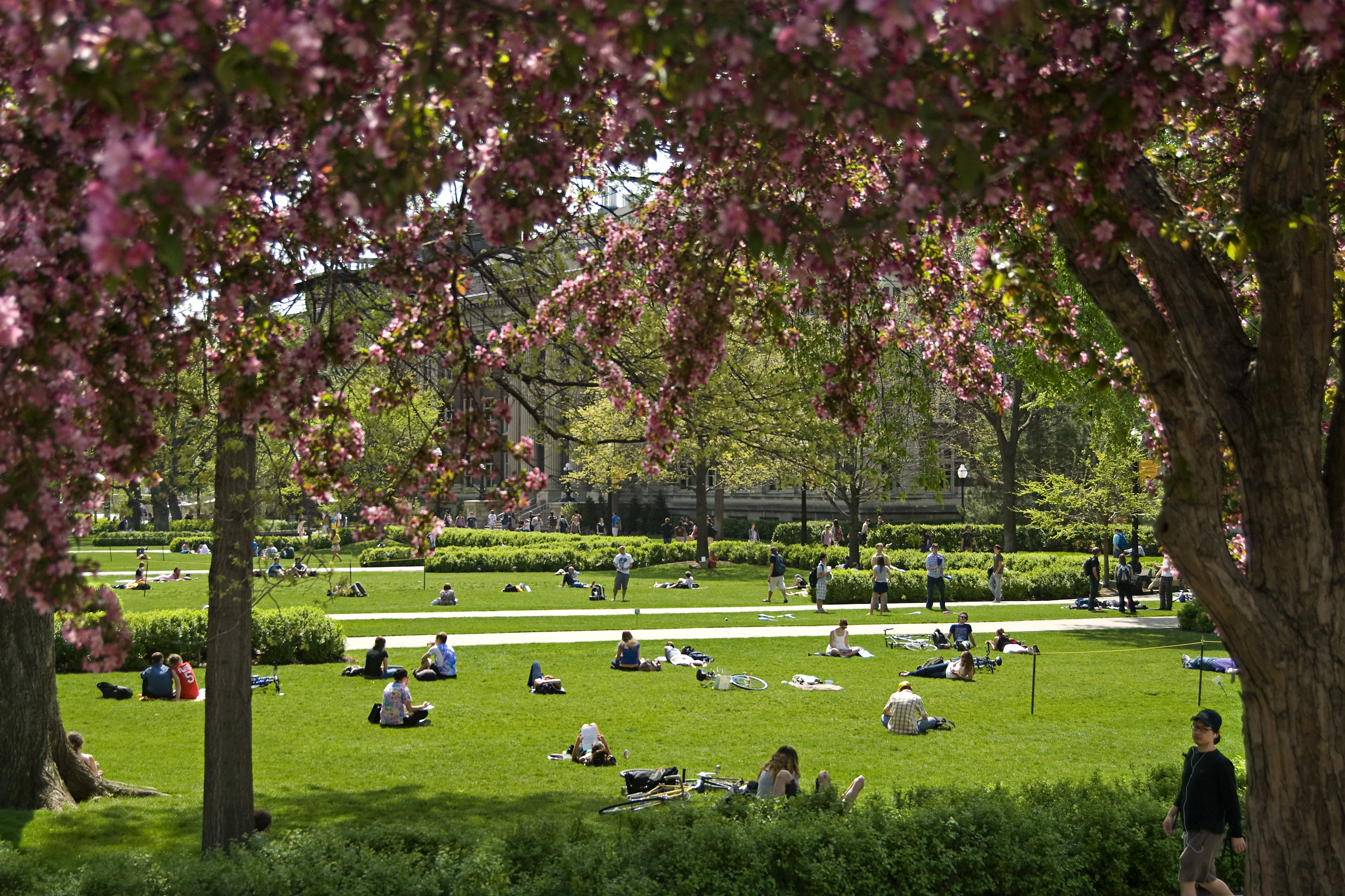 Students studying on grass through blossoming trees
